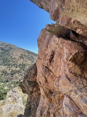 Artemisia inaequifolia