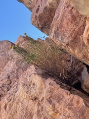 Artemisia inaequifolia