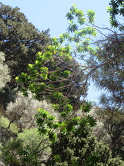 Euphorbia dendroides