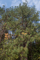 Pinus patula