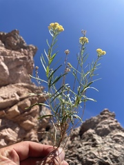 Artemisia inaequifolia