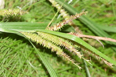 Carex multispicata