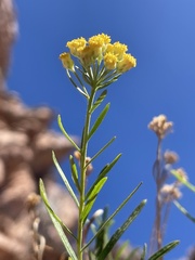 Artemisia inaequifolia