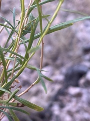 Artemisia inaequifolia