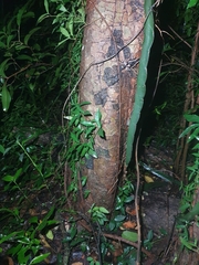Phrynomantis bifasciatus