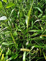 Elymus virginicus virginicus