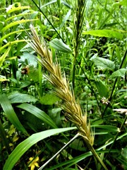 Elymus virginicus virginicus