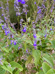 Salvia urolepis