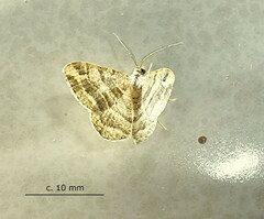 Chiasmia furcata