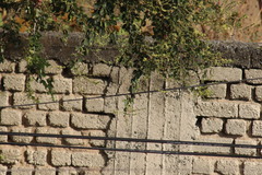 Cynanthus latirostris