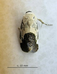 Acontia discoidea