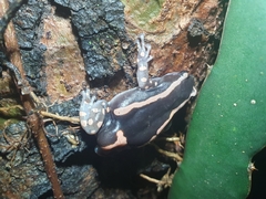 Phrynomantis bifasciatus