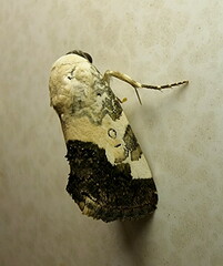 Acontia discoidea