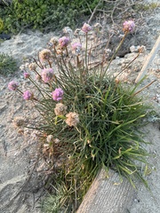 Armeria maritima