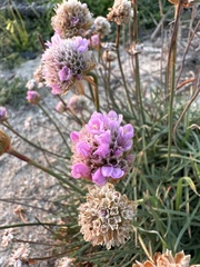 Armeria maritima