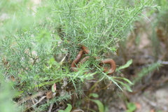 Galvarinus chilensis