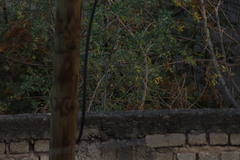 Setophaga coronata auduboni