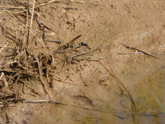 Sceliphron asiaticum