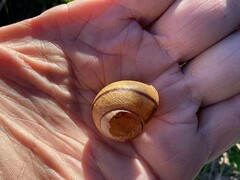 Helminthoglypta stiversiana