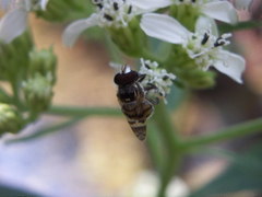 Copestylum tamaulipanum