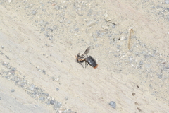 Osca lata