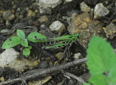 Rhammatocerus viatorius