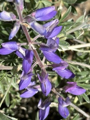 Lupinus albifrons