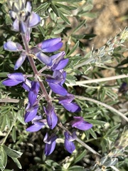 Lupinus albifrons
