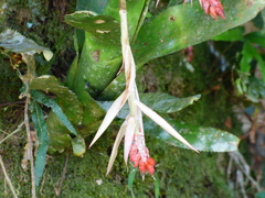 Aechmea nudicaulis