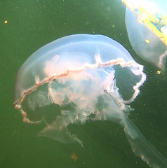 Aurelia marginalis