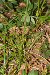 Carex phalaroides