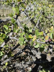 Bursera schlechtendalii