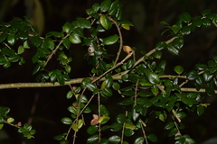 Rhaphithamnus spinosus