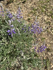Lupinus albifrons