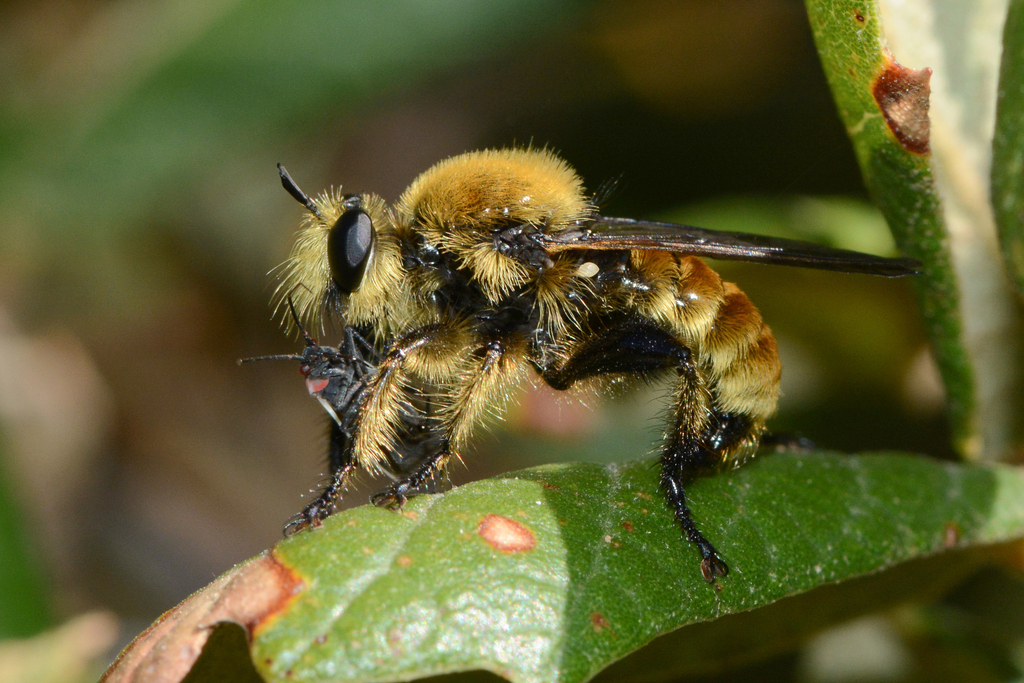 Southwestern Laphria