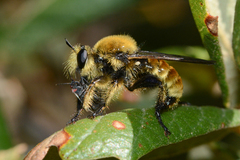 Laphria engelhardti