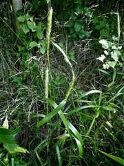 Elymus virginicus virginicus