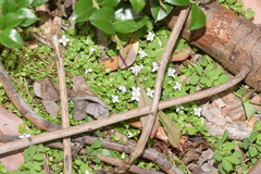 Oldenlandia salzmannii