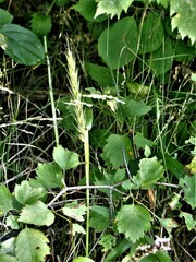 Elymus virginicus virginicus
