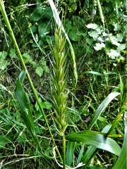 Elymus virginicus virginicus