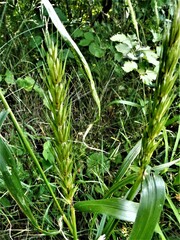 Elymus virginicus virginicus
