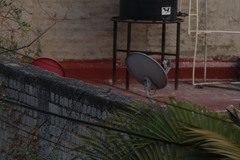 Setophaga coronata auduboni