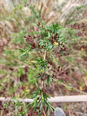 Hypericum galioides