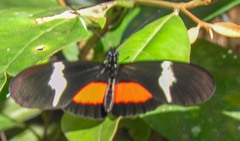 Heliconius clysonymus