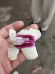 Centrosema macrocarpum