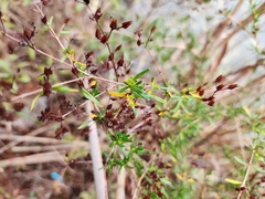 Hypericum galioides