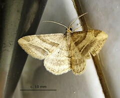 Chiasmia furcata