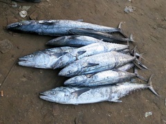 Scomberomorus commerson