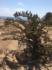 Haplopappus parvifolius