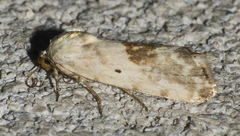 Ponometia libedis